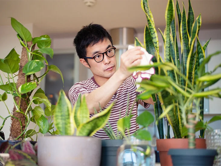 Male_Indoor_Plants_732x549-thumbnail-732x549