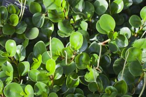 peperomia_green