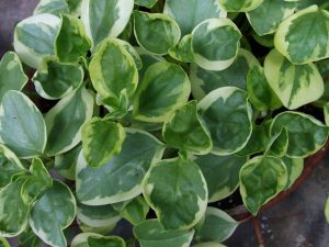 peperomia_variegated